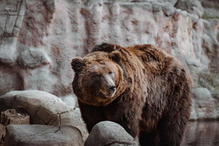 Bears - animal, bear, wildlife