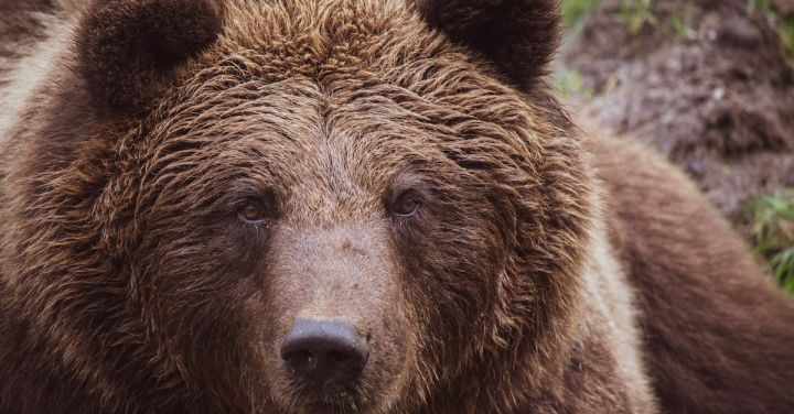 Bear - Close-up Photo of Grizzly Bear