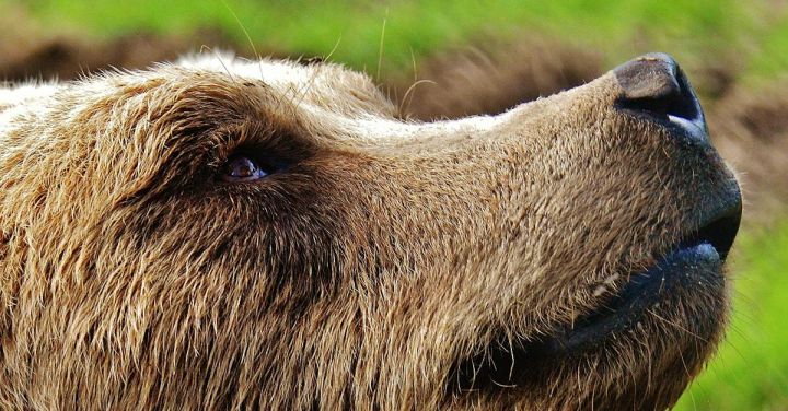 Bear - Short-coated Tan Dog on Selective Focus Photo