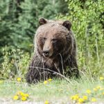 Bear - Photo of Grizzly Bear