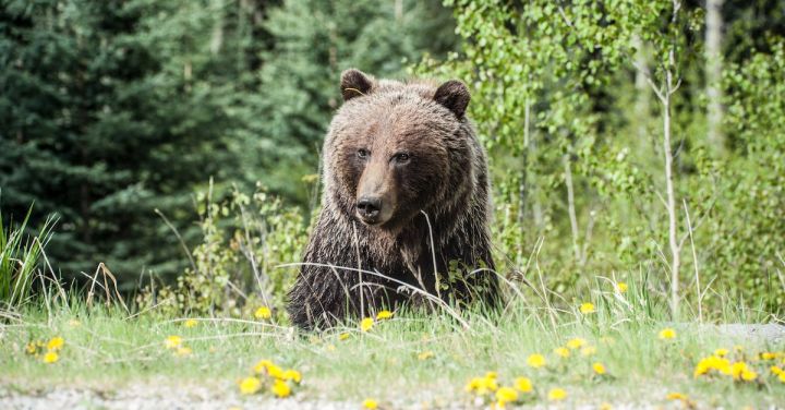 Why Shouldn’t You Feed Wild Bears?