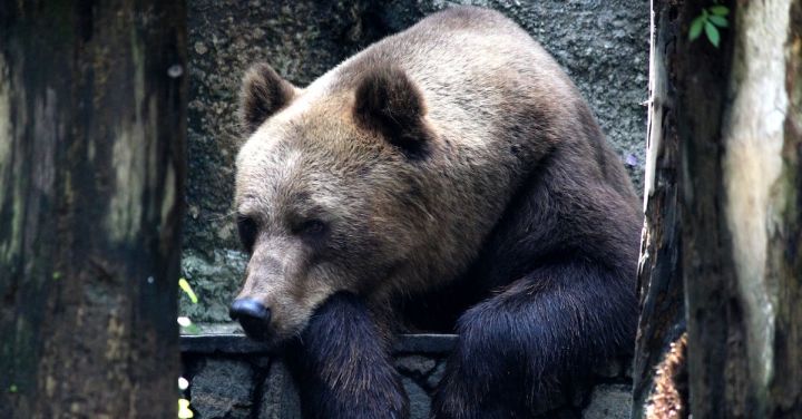 Bear - Brown Grizzly Bear on Black Metal Fence