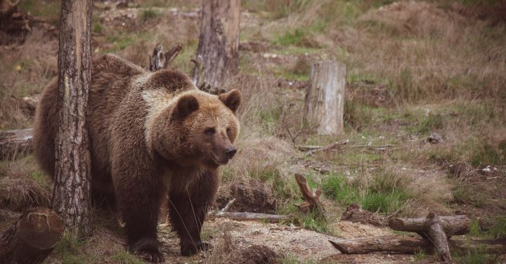 Can Your Presence Affect Bear Behavior?