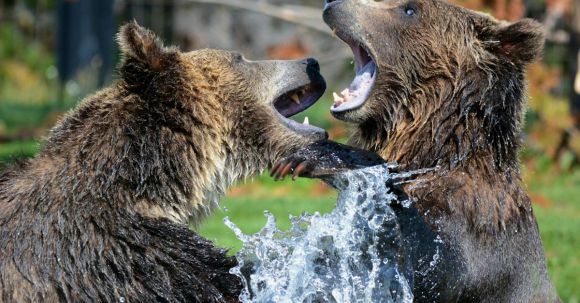 Discouraging Bears - 2 Black Brown Bear on Body of Water