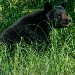 Bears' Ecosystem Role - Black bear sitting on grassy lakeside in wild nature