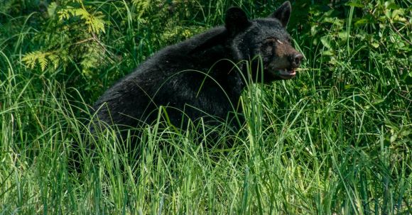 Bears' Ecosystem Role - Black bear sitting on grassy lakeside in wild nature