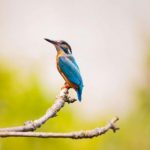 Wildlife Photography - Blue Bird Sits on Tree Branch