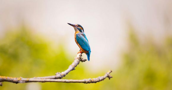Wildlife Photography - Blue Bird Sits on Tree Branch