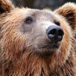 Bear Encounter - Brown Bear