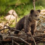 Bear Behavior - Brown Bear on Brown Wood